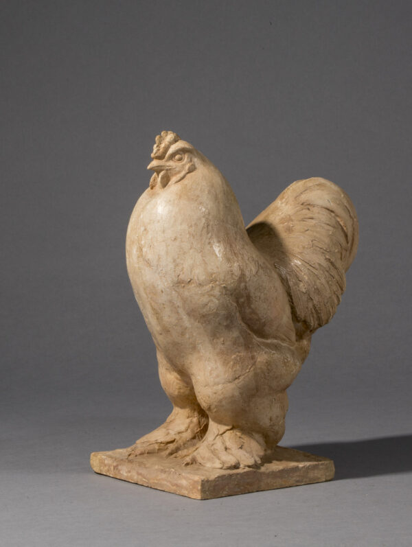 COQ BRAHMA