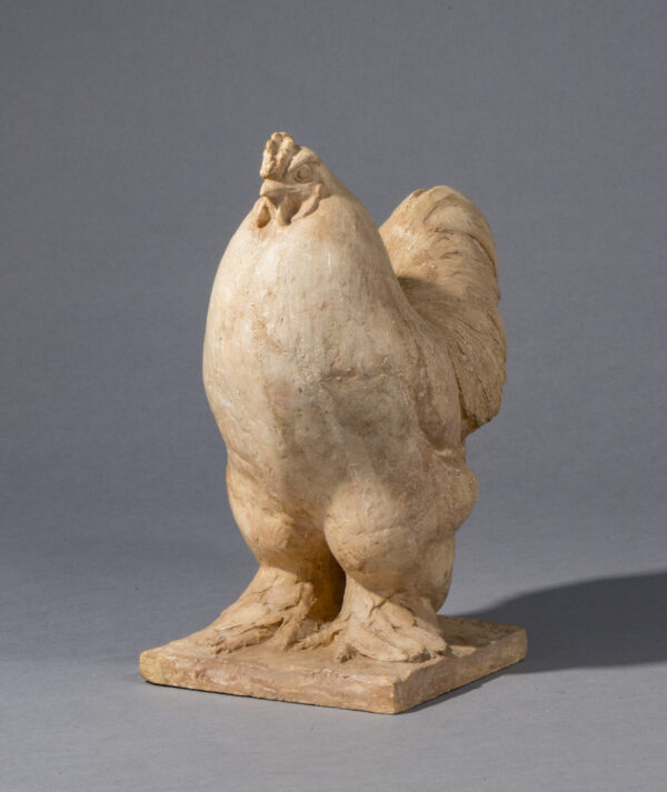 COQ BRAHMA – Image 5