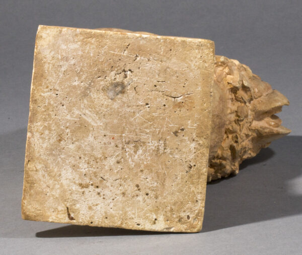 COQ BRAHMA – Image 6