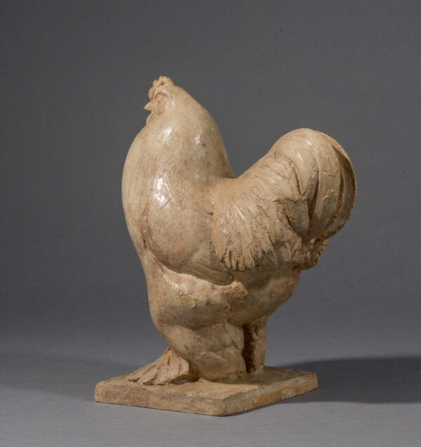 COQ BRAHMA – Image 4