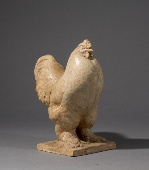 COQ BRAHMA – Image 3