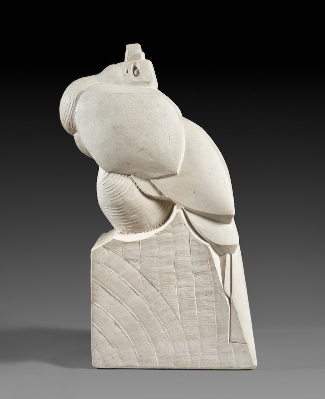 VAUTOUR À TÊTE BLANCHE – Image 2